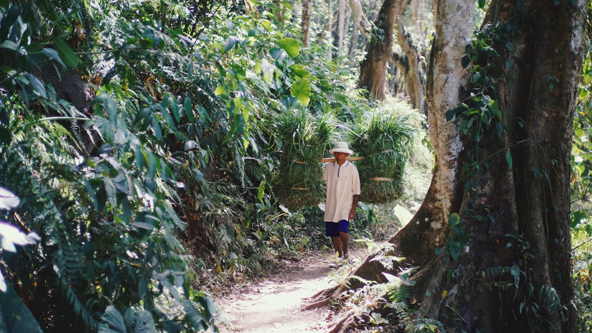 Tropical rice terraces with a volcano backdrop